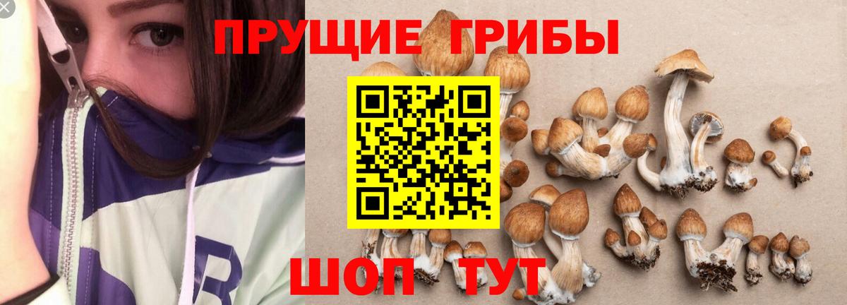 Псилоцибиновые грибы Psilocybe Ликино-Дулёво